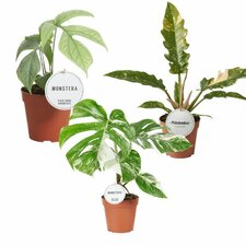 Kamerplanten specials