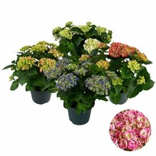 Hydrangea