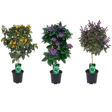 Patioplants