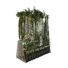 Climbingplants Long & Strong