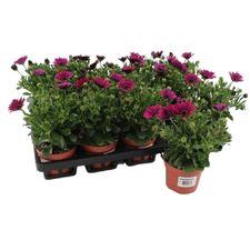 Bedding Plants