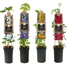 Climbingplants S-Pot 3.0